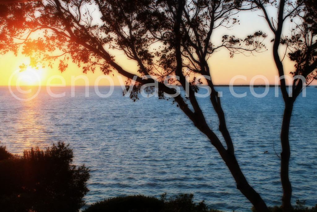 Peach-blue-Sunset-key-largo-FL-tree-silhouette