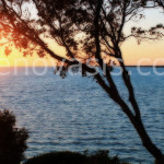 Peach-blue-Sunset-key-largo-FL-tree-silhouette